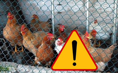 Informacja w sprawie wysoce zjadliwej grypy ptaków!