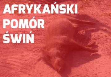 Afrykański pomór świń.