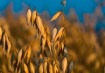 Łososińskie Święto Plonów