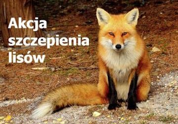 AKCJA SZCZEPIENIA LISÓW !